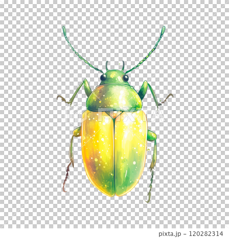 Watercolor Illustration of a Shiny Green Beetle, Detailed Insect Design on Transparent Background Watercolor Illustration of a Shiny Green Beetle, Detailed Insect Design on Transparent Background 120282314