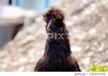 Close up of black chinese Silkie Brahma chickens head. Sustainably Raised Chicken In Species-Appropriate Free-Range Husbandry Close up of black chinese Silkie Brahma chickens head. Sustainably Raised Chicken In Species-Appropriate Free-Range Husbandry 120282509