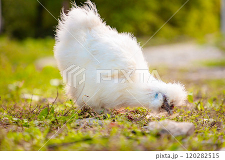 Side view of White Chinese Silkie Brahma chicken feeding in grass meadow at farm. Sustainably Raised Chicken In Species-Appropriate Free-Range Husbandry Side view of White Chinese Silkie Brahma chicken feeding in grass meadow at farm. Sustainably Raised Chicken In Species-Appropriate Free-Range Husbandry 120282515
