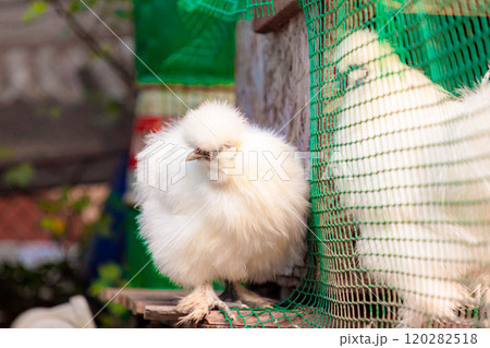 White Chinese Silkie Brahma chicken sitting near the chicken coop. Sustainably Raised Chicken In Species-Appropriate Free-Range Husbandry White Chinese Silkie Brahma chicken sitting near the chicken coop. Sustainably Raised Chicken In Species-Appropriate Free-Range Husbandry 120282518