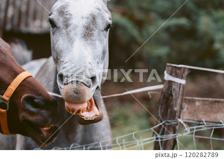 Horses laughing showing teeth. Portrait of a pale white gray and chestnut horses. Horses laughing showing teeth. Portrait of a pale white gray and chestnut horses. 120282789