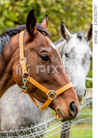 Detail of a head of a bay horse. 120282797
