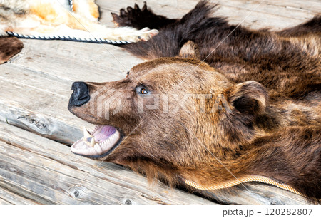 Dressed bear skin with a grinning muzzle. Stuffed predatory forest animal bear Dressed bear skin with a grinning muzzle. Stuffed predatory forest animal bear 120282807