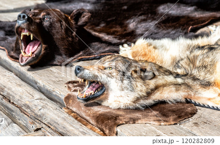 Wolf and bear skins with a grinning muzzles. Stuffed predatory forest animals Wolf and bear skins with a grinning muzzles. Stuffed predatory forest animals 120282809