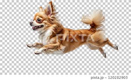 Chihuahua dog joyfully jumping in mid-air against a plain background during a playful moment 120282903