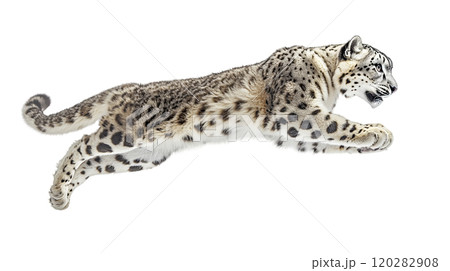 A snow leopard captures attention as it leaps through the air, highlighting its muscular build and beautiful spotted coat. This magnificent creature embodies both grace and strength in motion. 120282908