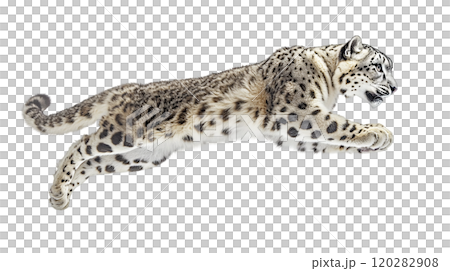 A snow leopard captures attention as it leaps through the air, highlighting its muscular build and beautiful spotted coat. This magnificent creature embodies both grace and strength in motion. 120282908
