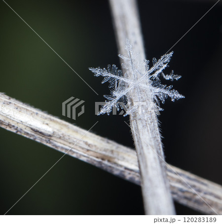 snapshot of a small snowflake taken during a snowfall 120283189