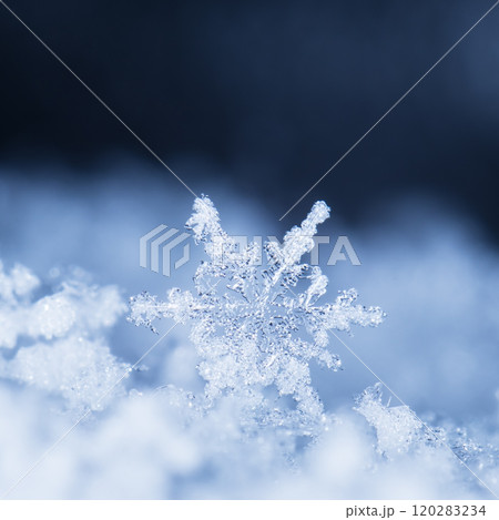 snowflakes, winter card, crystals of snow snowflakes, winter card, crystals of snow 120283234
