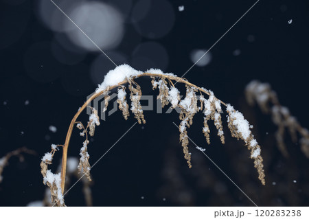 snowflakes, winter card, crystals of snow snowflakes, winter card, crystals of snow 120283238