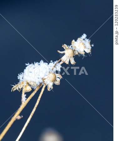 snowflakes, winter card, crystals of snow 120283239