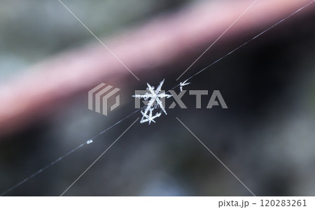 snowflakes, winter card, crystals of snow snowflakes, winter card, crystals of snow 120283261