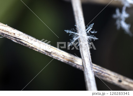 snowflake, little snowflake on the snow 120283341