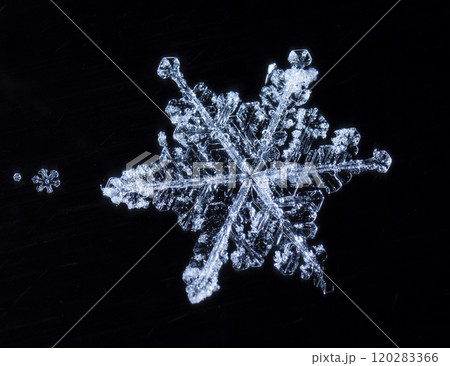 natural snowflakes on snow. the picture is made at a temperature of-10 C natural snowflakes on snow. the picture is made at a temperature of-10 C 120283366