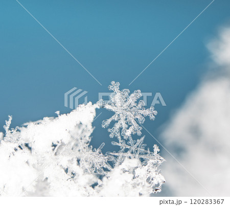 natural snowflakes on snow. the picture is made at a temperature of-10 C natural snowflakes on snow. the picture is made at a temperature of-10 C 120283367