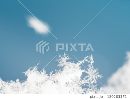natural snowflakes on snow. the picture is made at a temperature of-10 C  120283371