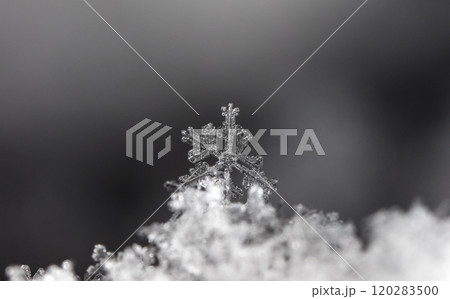 photo real snowflakes during a snowfall, under natural conditions at low temperature 120283500