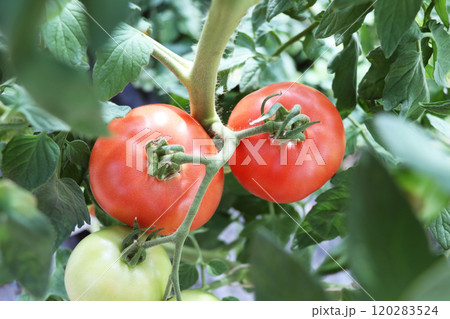 Tomato growing in organic farm. Ripe natural tomatoes growing on a branch in a greenhouse. 120283524