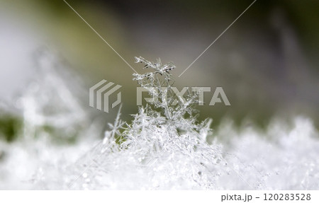 natural snowflakes, photo real snowflakes during a snowfall, under natural conditions at low temperature natural snowflakes, photo real snowflakes during a snowfall, under natural conditions at low temperature 120283528