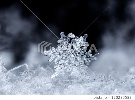 natural snowflakes, photo real snowflakes during a snowfall, under natural conditions at low temperature 120283582