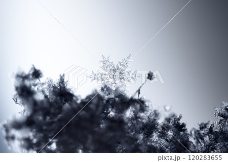 snowflake, little snowflake on the snow snowflake, little snowflake on the snow 120283655