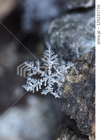 snowflake, little snowflake on the snow 120283738