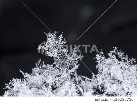 snowflake, little snowflake on the snow 120283750