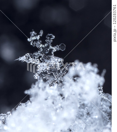 snowflake, little snowflake on the snow 120283761