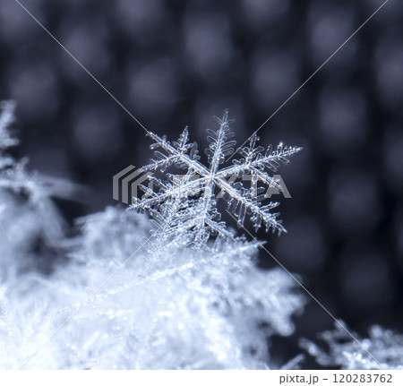 snowflake, little snowflake on the snow snowflake, little snowflake on the snow 120283762