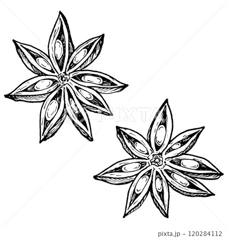 Set of star anise flowers with intricate details. Hand drawn vector illustration. Perfect for culinary, botanical or holiday designs, highlighting spice, flavor and natural beauty, desserts, pastries Set of star anise flowers with intricate details. Hand drawn vector illustration. Perfect for culinary, botanical or holiday designs, highlighting spice, flavor and natural beauty, desserts, pastries 120284112