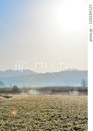 朝の福島潟（新潟県） 120284125