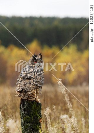 Eurasian Eagle Owl (Bubo Bubo) sitting on the tree stump ,wildlife photo on the meadow with orange autumn colours, Czech republic. Wildlife nature. 120284185