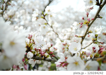 いつか見た桜 いつか見た桜 120284242