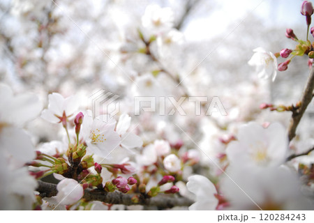 いつか見た桜 いつか見た桜 120284243