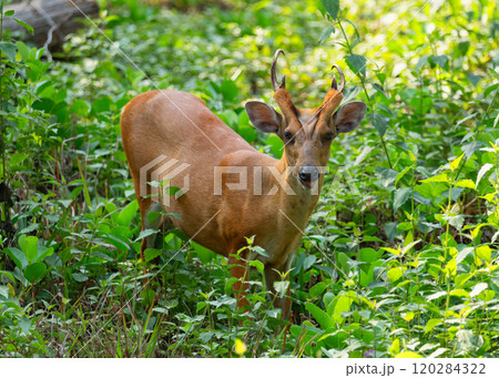 Muntjak or a barking deer in close-up among the greenery 120284322