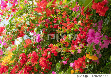 Colorful bougainvillea flowers and green foliage create a tropical garden vibe 120284337