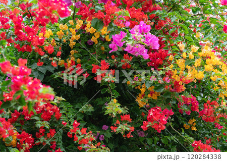 Lush bougainvillea flowers in vibrant shades of pink, red, and orange against green foliage 120284338