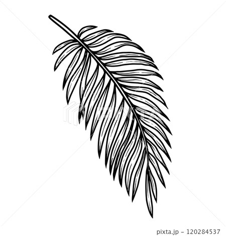 Illustration of palm leaf. Design element for poster, emblem, banner, sign, t shirt. Vector illustration 120284537