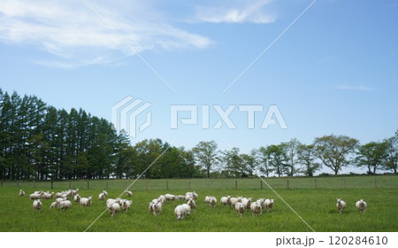 羊たちの放牧 120284610