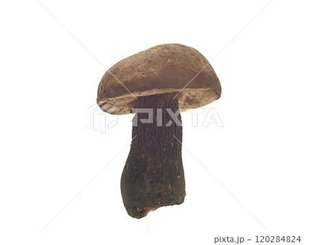 ミカワクロアミアシイグチの標本写真 120284824