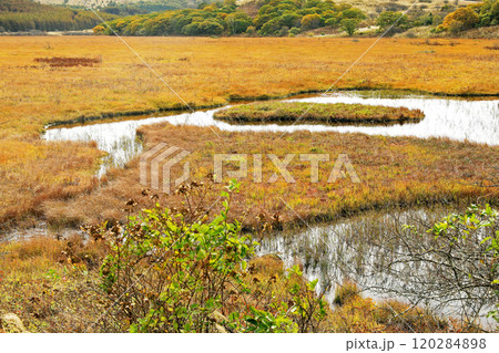 黄色く広がる八島湿原の草紅葉 黄色く広がる八島湿原の草紅葉 120284898