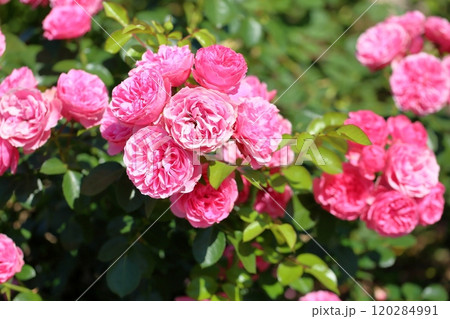 バラの花　レオナルドダビンチ 120284991