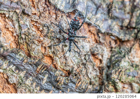 ヨコヅナサシガメ幼虫 ヨコヅナサシガメ幼虫 120285064