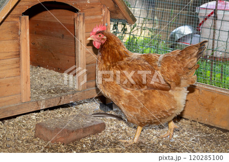 Close up brown hen Gallus domesticus in cozy chicken coop with outdoor enclosure. 120285100