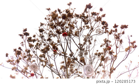 Christmas background with tree branches Christmas background with tree branches 120285173