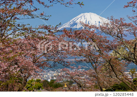 御殿場・平和公園の桜と富士山 御殿場・平和公園の桜と富士山 120285448