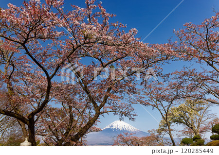 御殿場・平和公園の桜と富士山 120285449