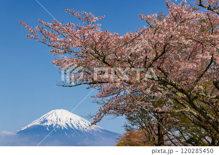 御殿場・平和公園の桜と富士山 120285450