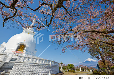 御殿場・平和公園の桜と富士山 120285481