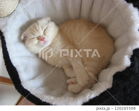 直立で寝る子猫 直立で寝る子猫 120285509